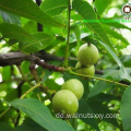 Top Grad Bulk Packing Chinese Walnut Kernels Quartier
